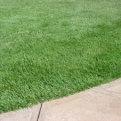 tall fescue sod grass